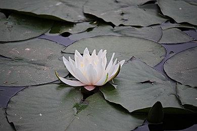 《剑星》PC版实机演示 女主穿红旗袍露大白腿